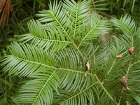 Головчатотисс Форчуна – Cephalotaxus fortunei Hook. (1)