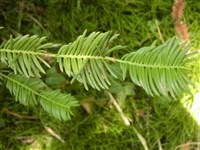 Головчатотисс Харрингтона – Cephalotaxus harringtonia (Forbes) Koch.