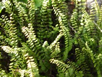 Голокучник Роберта, известняковый – Gymnocarpium Robertiana (Hoffm) Newm.