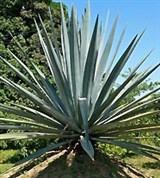 Голубая Агава (общий вид)