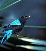 Голубая ирена (самец)