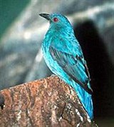 Голубая ирена (самка)