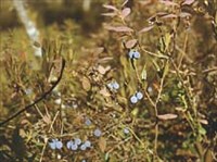 Голубика (кусты)