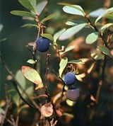 Голубика (ягоды)