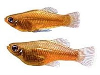 Голубоглазая приапелла (рисунок)