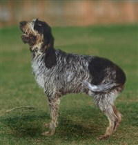 Голубой гасконский гриффон