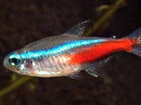 Голубой неон