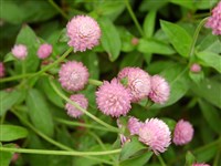 Гомфрена шаровидная, головчатая – Gomphrena globosa L.