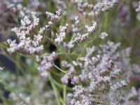 Гониолимон высокий – Goniolimon elatum (Fisch. & Spreng.) Boiss.