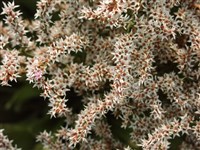 Гониолимон превосходный – Goniolimon eximum (Schrenk) Boiss.