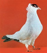 Гонные голуби (Черный московский монах)