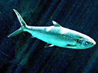 Гоноринхообразные (Ханос)