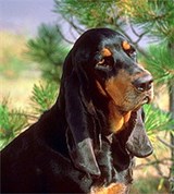 Гончие (американская енотовая гончая)