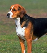 Гончие (гончая Гамильтона)