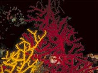 Горгонарии