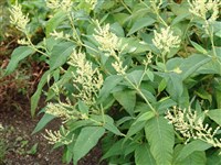 Горец Вейриха – Polygonum weyrichii Schmidt ex Maxim.