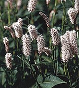 Горец Змеиный