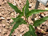 Горец Милетта – Polygonum milletii Lev.