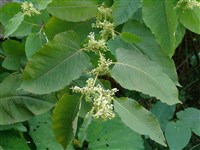 Горец Оберта, русский виноград, китайский пышный виноград – Polygonum aubertii L.