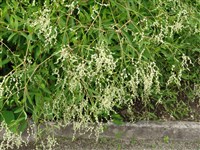 Горец альпийский, таран, кислец, башкирская капуста – Polygonum alpinum All.