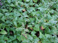 Горец виргинский – Polygonum virginianum L.