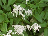 Горец дубильный, таран дубильный – Polygonum coriarium Grig.