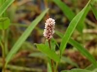Горец земноводный – Polygonum amphibium L. (1)
