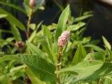 Горец земноводный – Polygonum amphibium L. (2)