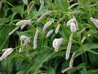 Горец змеиный, раковые шейки, змеевик – Polygonum bistoria L. (1)