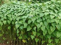 Горец китайский – Polygonum chinense D.Don.