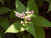 Горец колокольчиковый – Polygonum campanulatum Hook. (1)