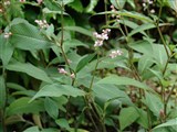Горец колокольчиковый – Polygonum campanulatum Hook. (2)