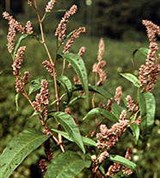 Горец почечуйный