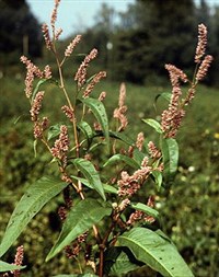 Горец почечуйный (почечуйная трава)