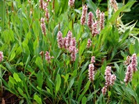 Горец родственный – Polygonum affine D.Don.