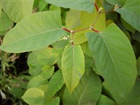 Горец сахалинский – Polygonum sachalinense Schmidt.