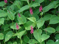Горец стеблеобъемлющий – Polygonum amplexicaule D.Don.