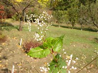 Горец съедобный – Polygonum fagopyrum L.