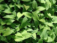 Горец тонкостебельный – Polygonum tenuicaule Bisset. & Moore