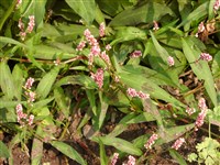 Горец шероховатый – Polygonum scabrum Moench. (1)