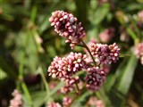 Горец шероховатый – Polygonum scabrum Moench. (2)
