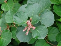 Горец японский, остроконечный – Polygonum japonicum Meissn.