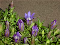 Горечавка Клузия, Делеклюза – Gentiana clusii Perrier. & Song.