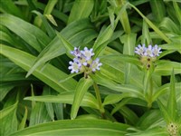 Горечавка Фетисова – Gentiana fetisowii Reg. & Winkl.