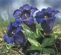 Горечавка бесстебельная – Gentiana acaulis L.