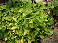 Горечавка динарская – Gentiana dinarica G.Beck.