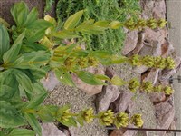 Горечавка желтая – Gentiana lutea L. (1)