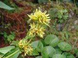 Горечавка желтая – Gentiana lutea L. (2)
