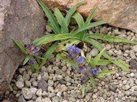 Горечавка изящнейшая – Gentiana gracilipes Turrill.