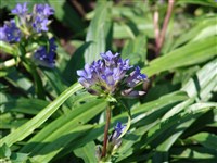 Горечавка лежачая – Gentiana decumbens L.f.